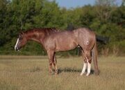"Cadet " Red Roan Gelding Quarter Horse