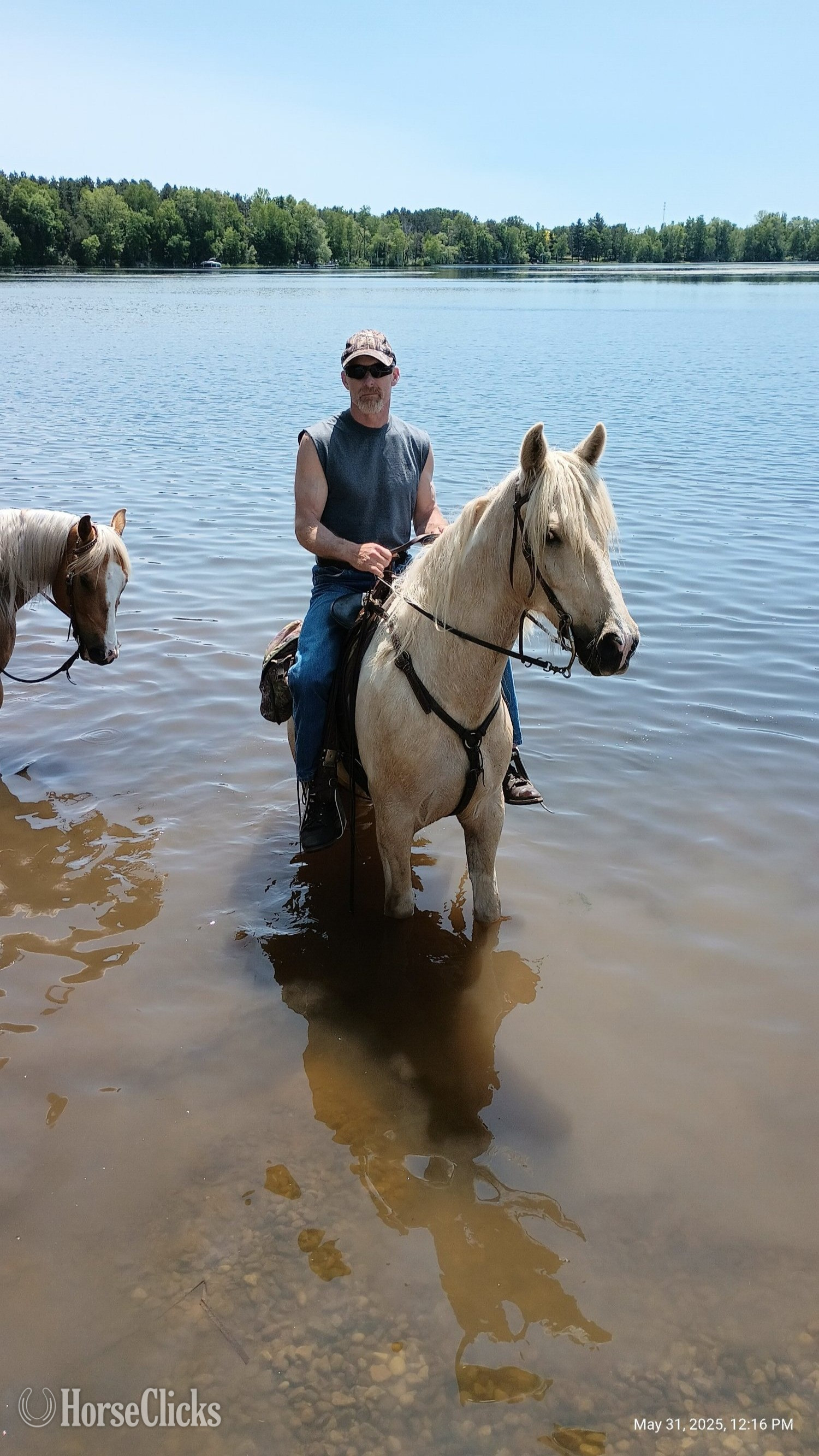 "Joey" Palomino Gelding Kentucky Mountain - Kentucky Mountain