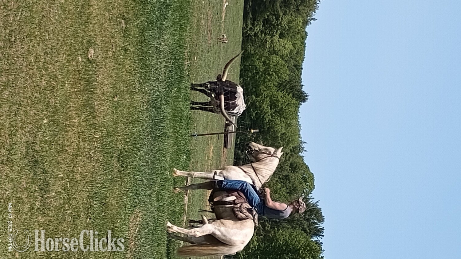 "Joey" Palomino Gelding Kentucky Mountain Wisconsin