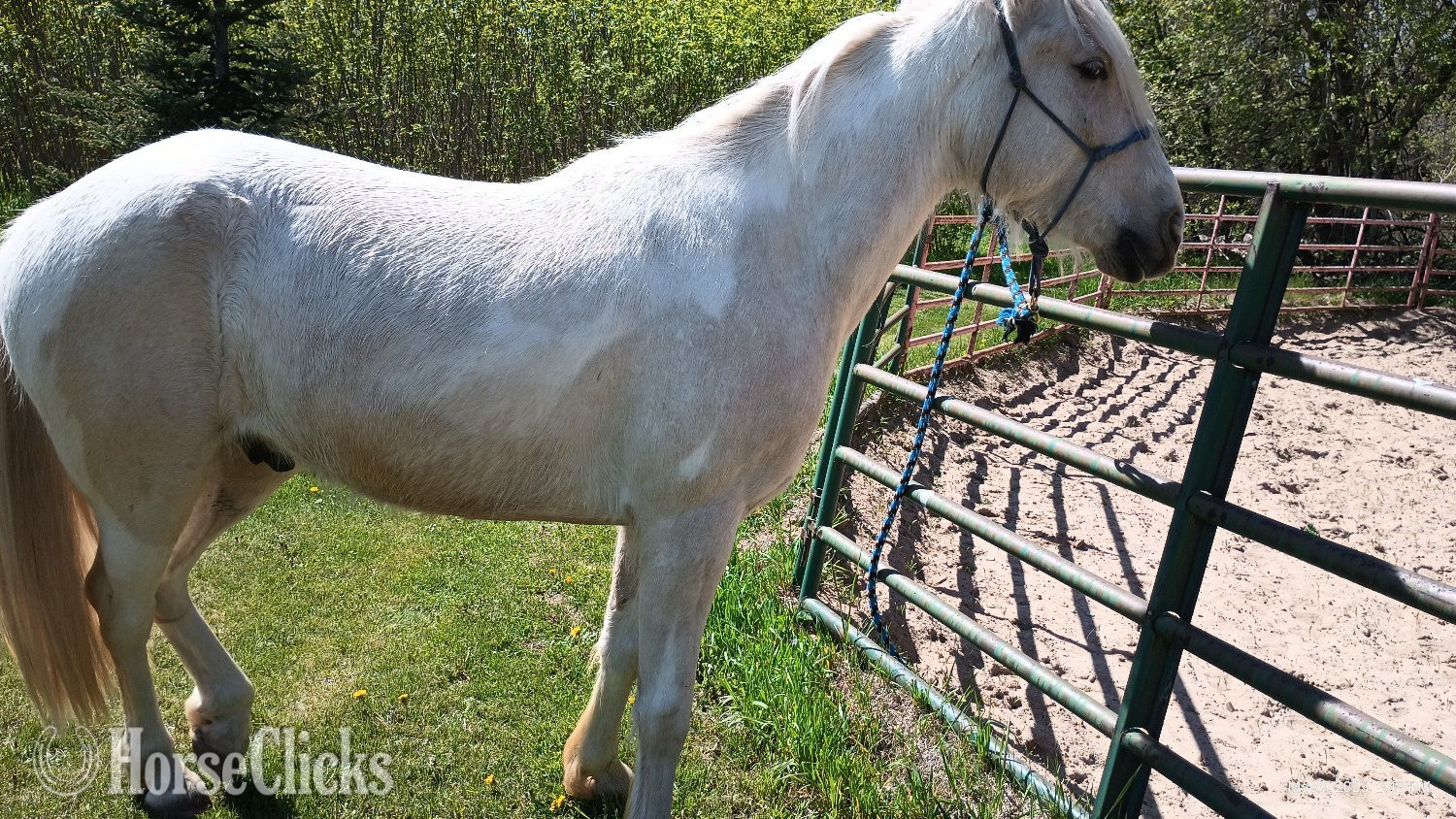 "Joey" Palomino Gelding Kentucky Mountain