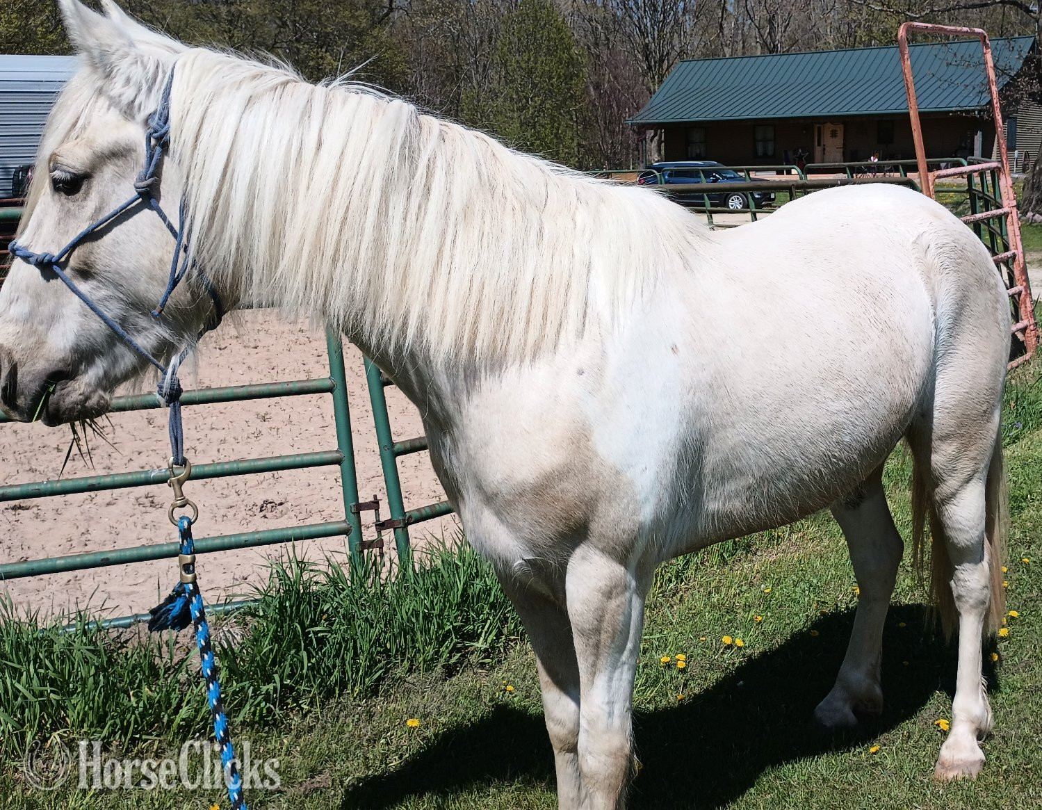 Wisconsin "Joey" Palomino Gelding Kentucky Mountain