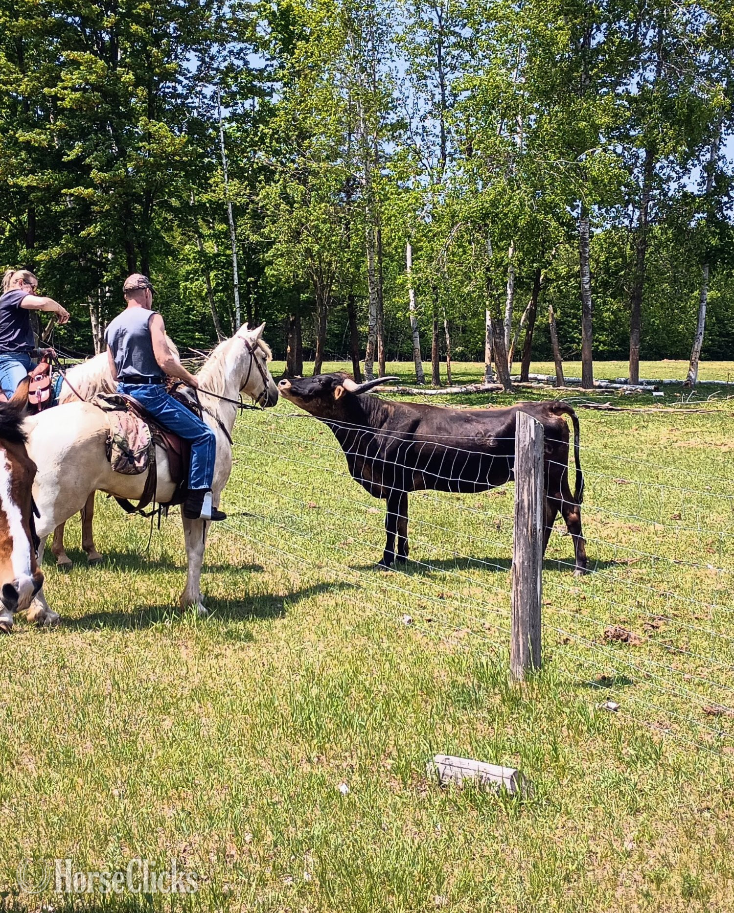 "Joey" Palomino Gelding Kentucky Mountain - Kentucky Mountain in Wisconsin