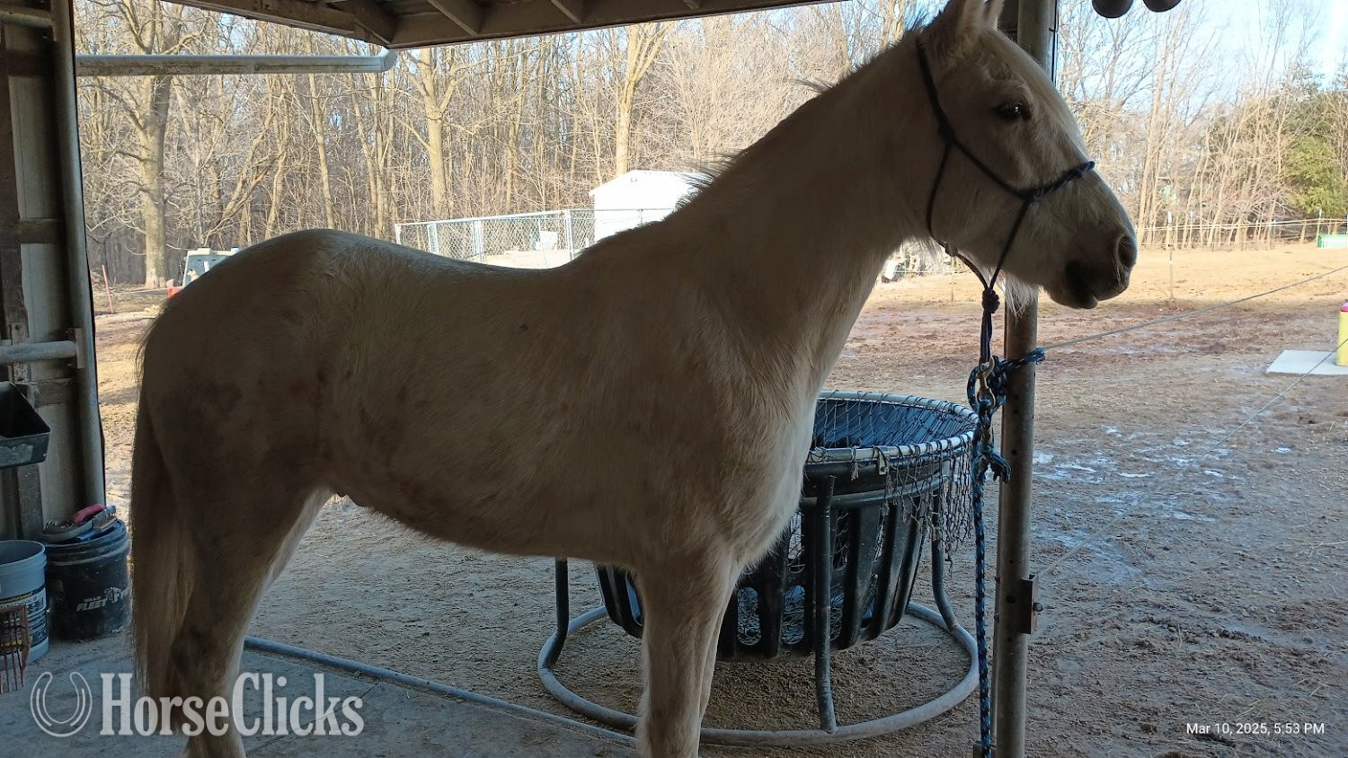"Joey" Palomino Gelding Kentucky Mountain in Wisconsin