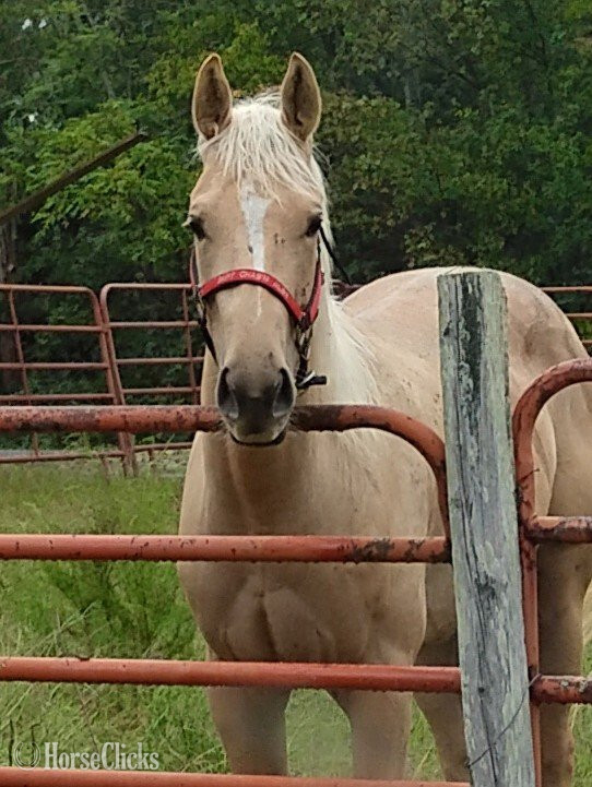 "French Lace" Palomino Filly Appendix in Virginia