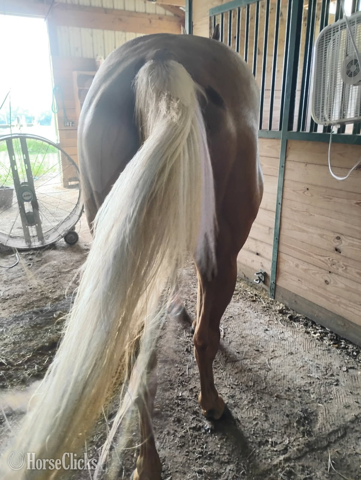 "French Lace" Palomino Filly Appendix