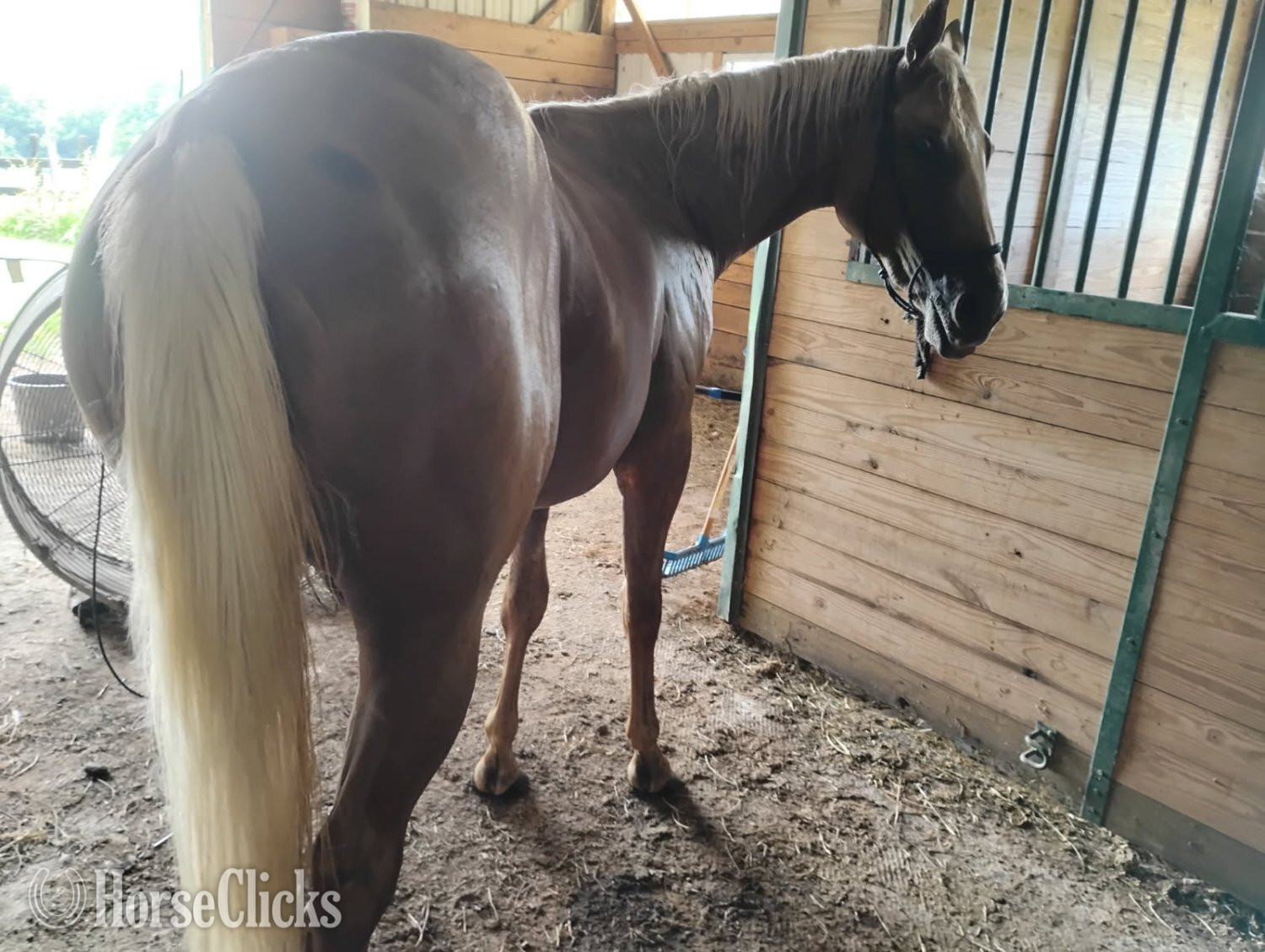 Virginia "French Lace" Palomino Filly Appendix