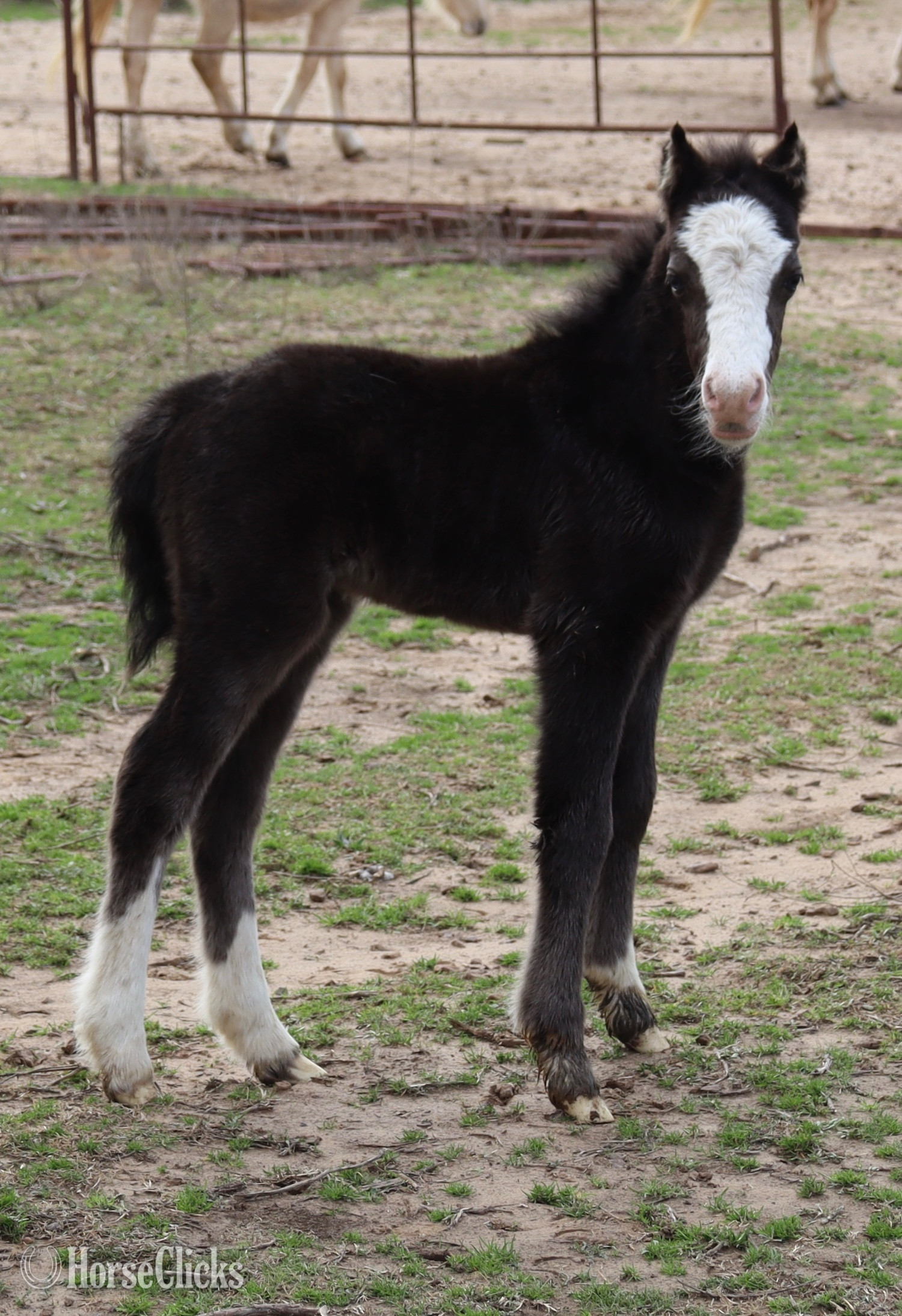 "Cookie " Black Filly Welsh Pony in Texas