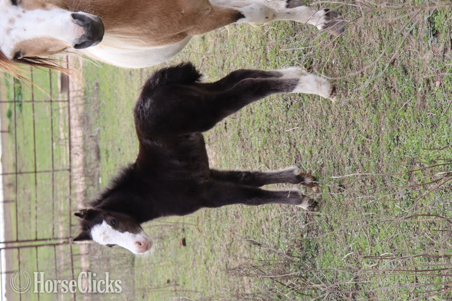"Cookie " Black Filly Welsh Pony