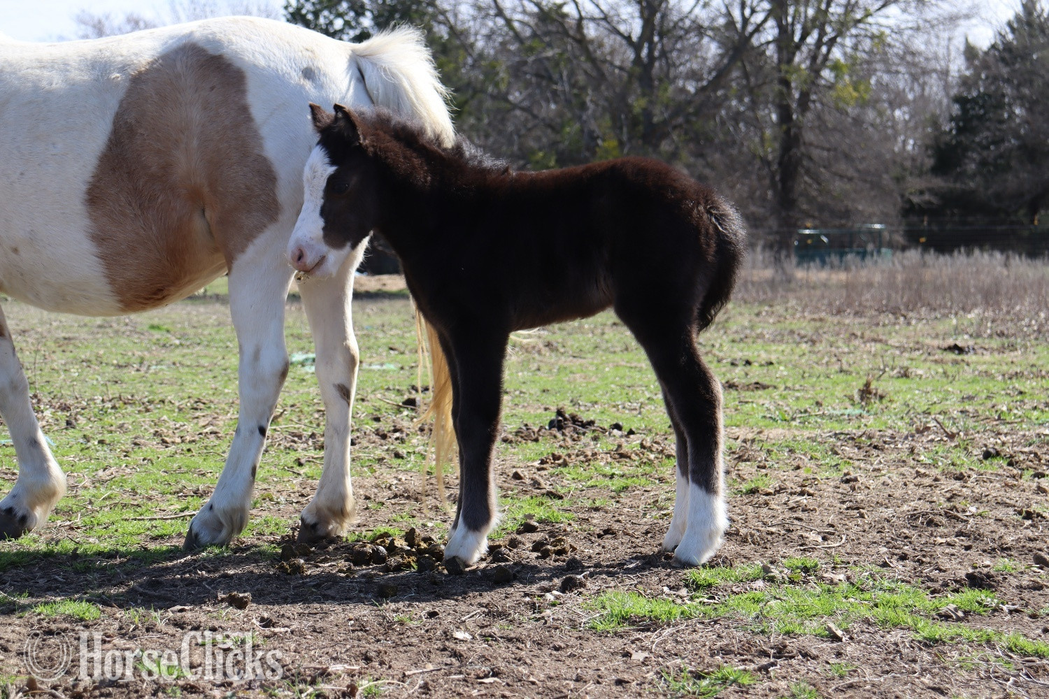 Texas "Cookie " Black Filly Welsh Pony