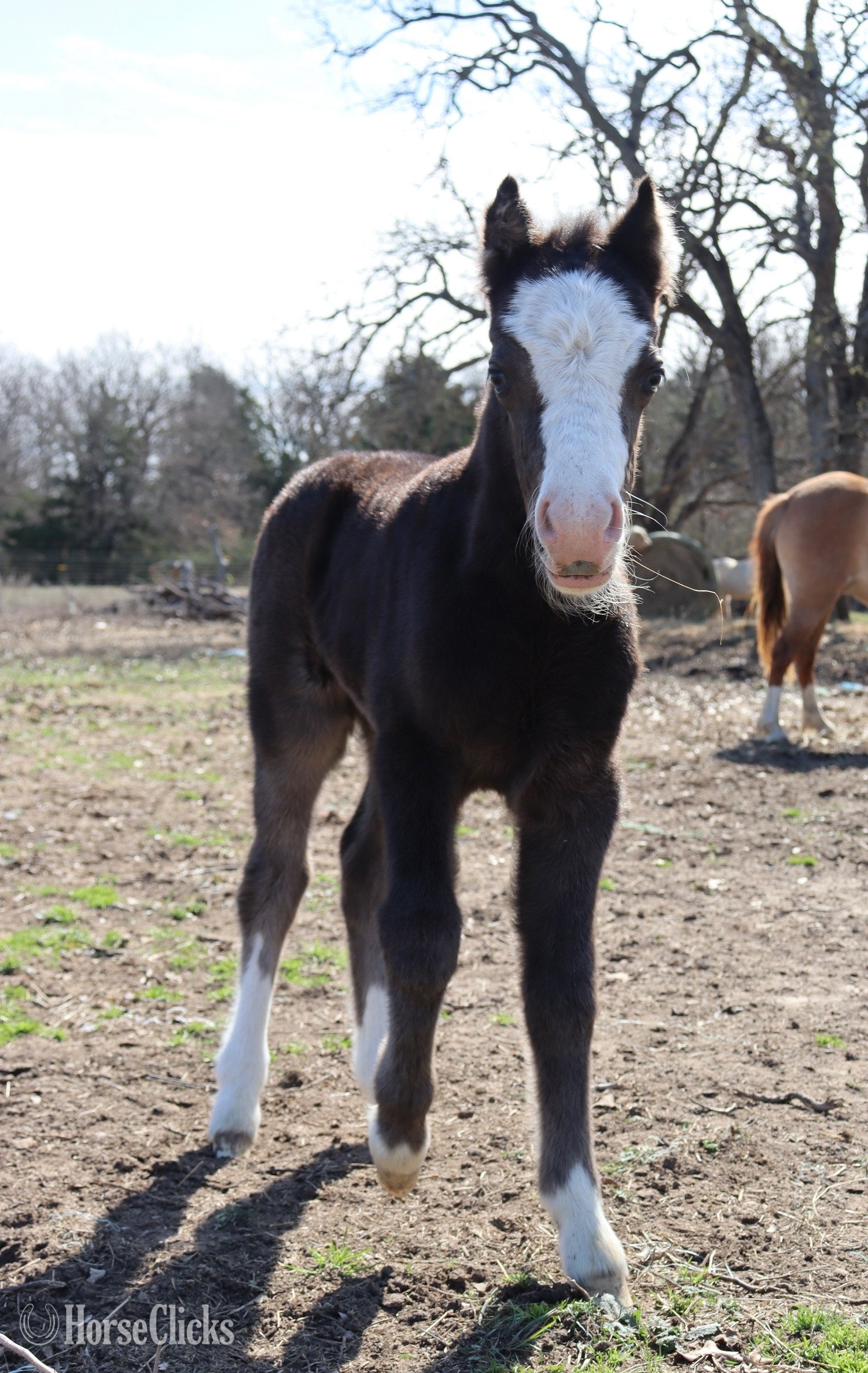 "Cookie " Black Filly Welsh Pony - Welsh Pony in Texas