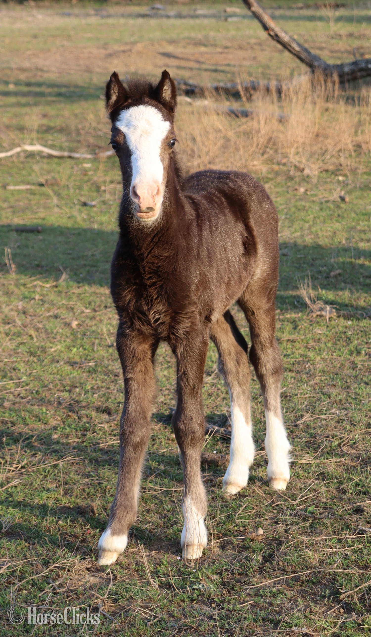 "Cookie " Black Filly Welsh Pony - Welsh Pony