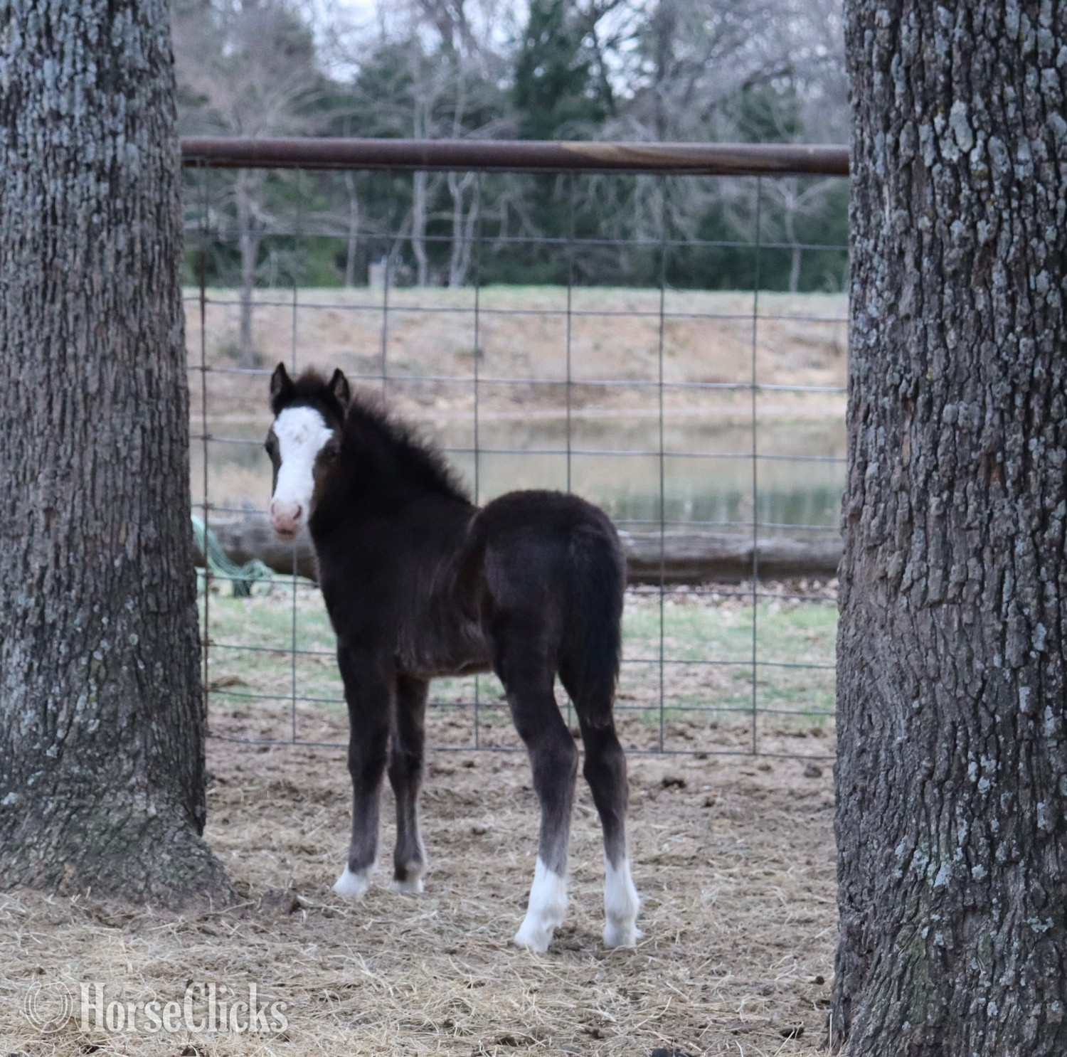 "Cookie " Black Filly Welsh Pony Texas