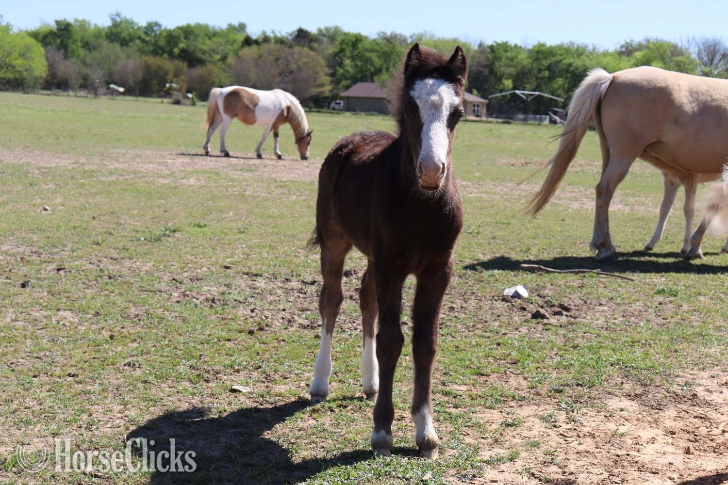 Welsh Pony - "Cookie " Black Filly Welsh Pony in Texas
