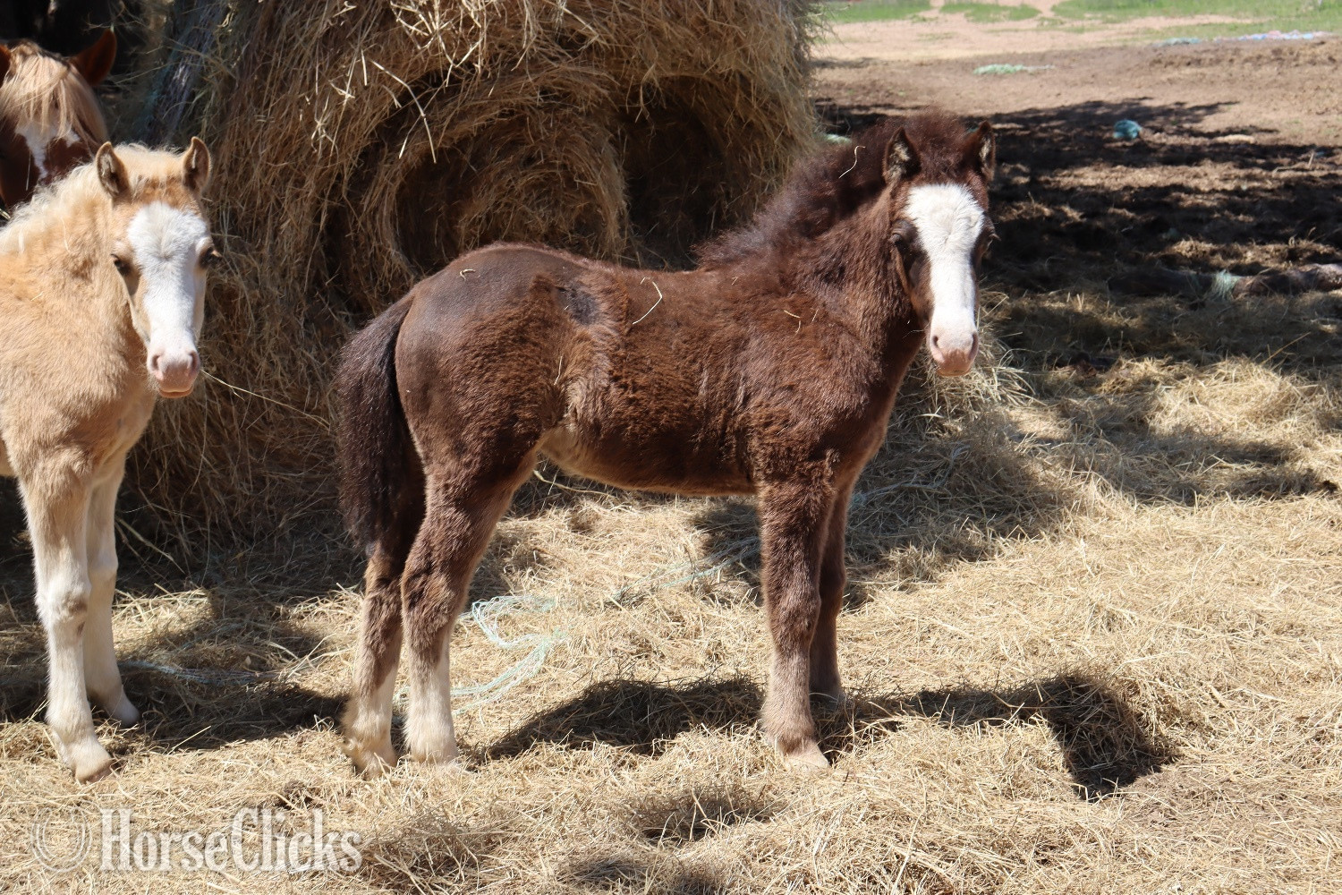 Welsh Pony - "Cookie " Black Filly Welsh Pony