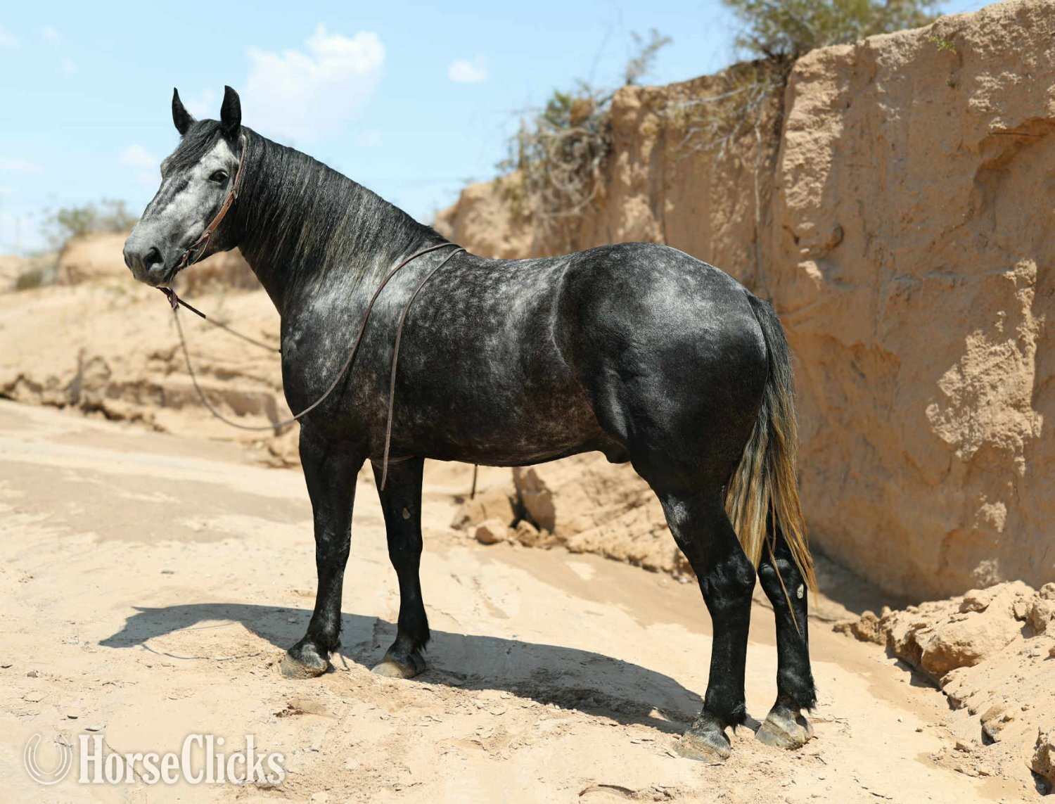 "TINY" Grey Gelding Draft in Texas