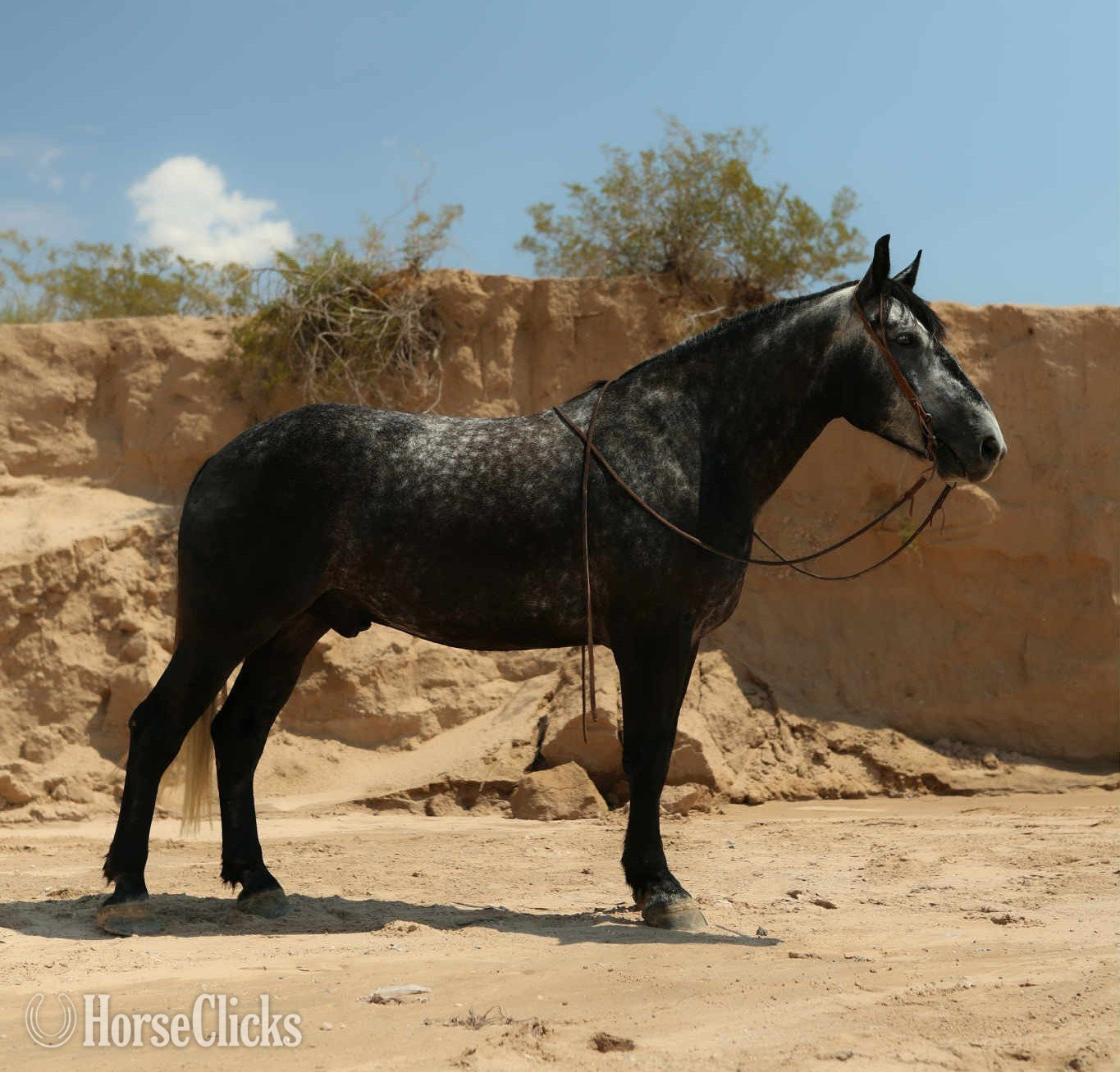 Texas "TINY" Grey Gelding Draft