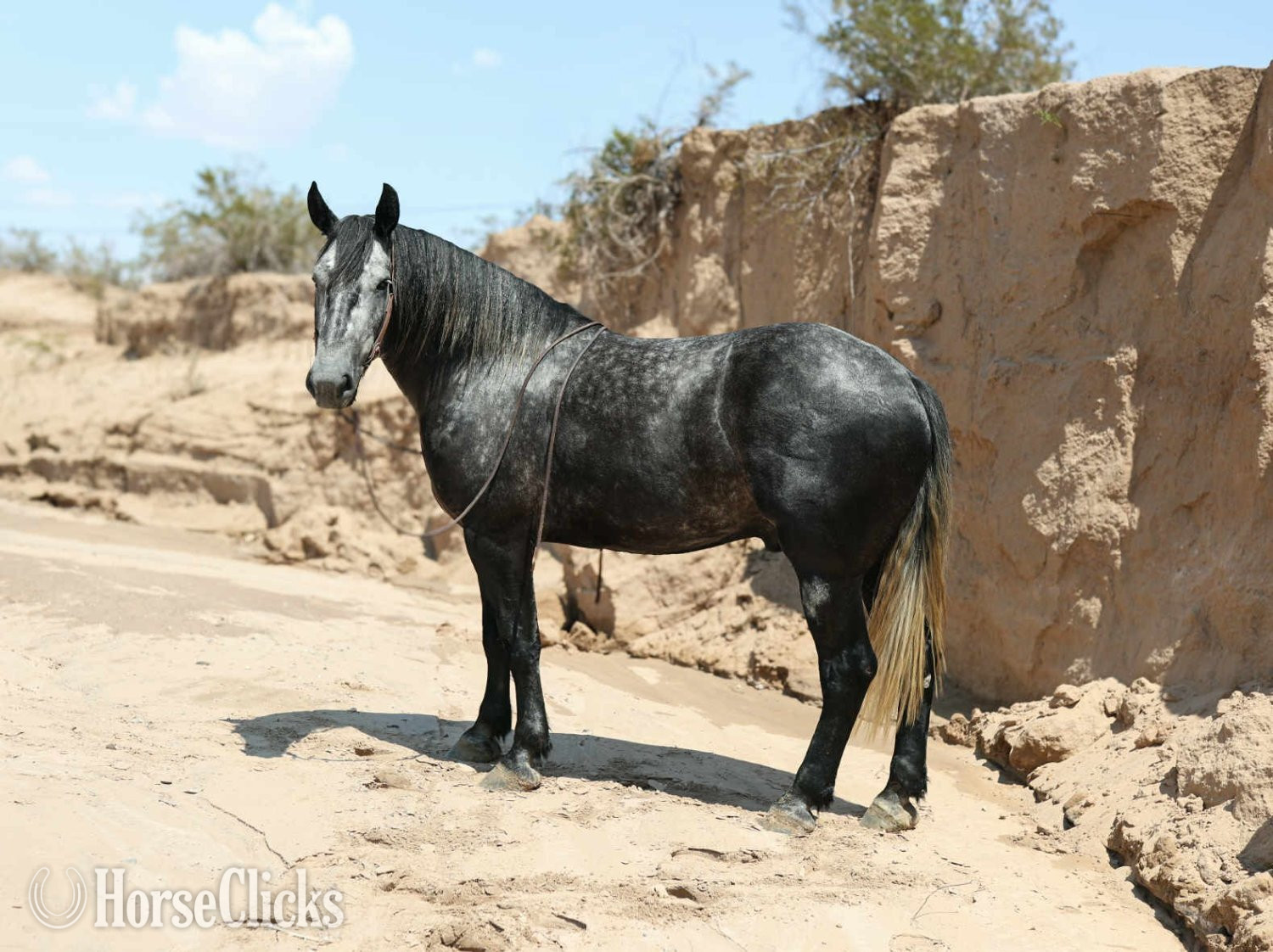 "TINY" Grey Gelding Draft - Draft in Texas