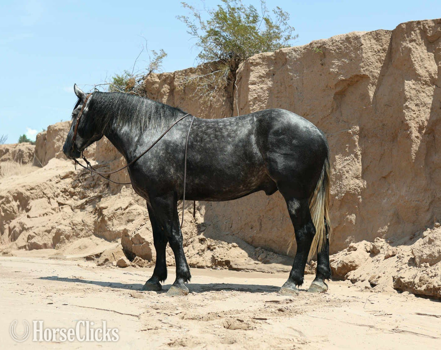 "TINY" Grey Gelding Draft - Draft
