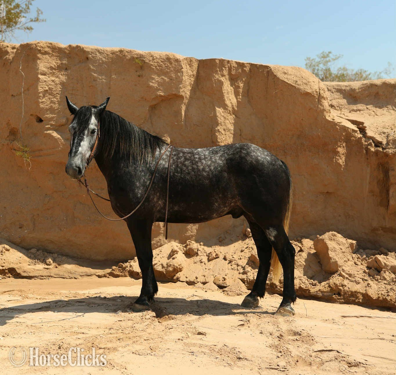 "TINY" Grey Gelding Draft Texas