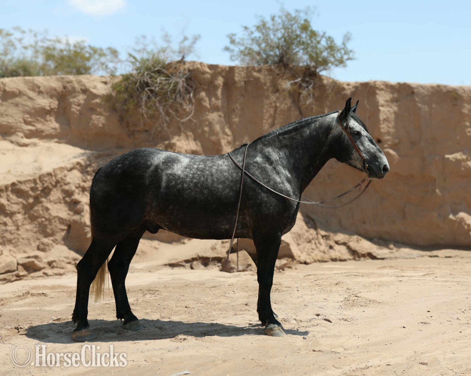 Draft - "TINY" Grey Gelding Draft in Texas