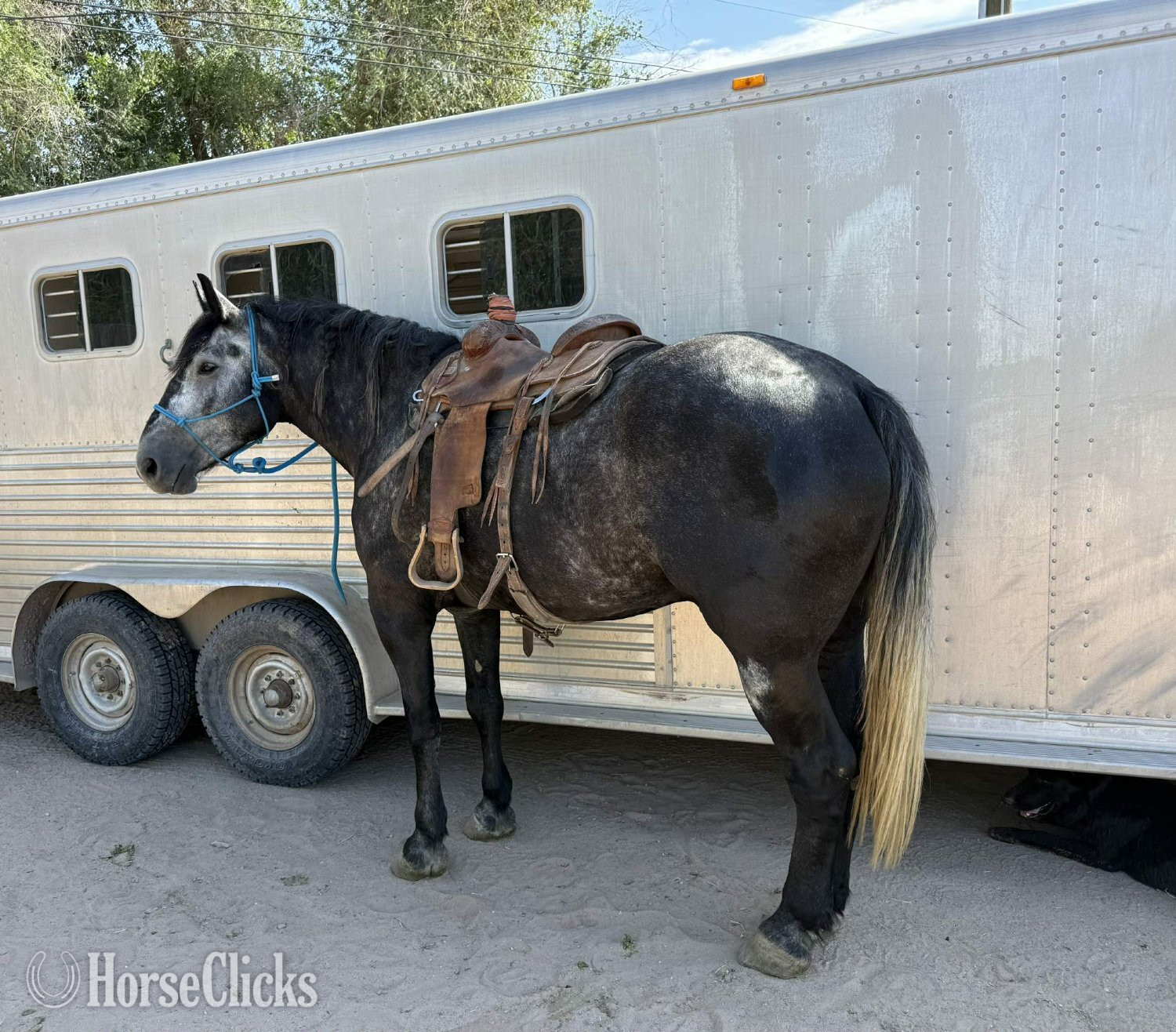 Draft - "TINY" Grey Gelding Draft