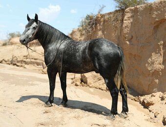 "TINY" Grey Gelding Draft