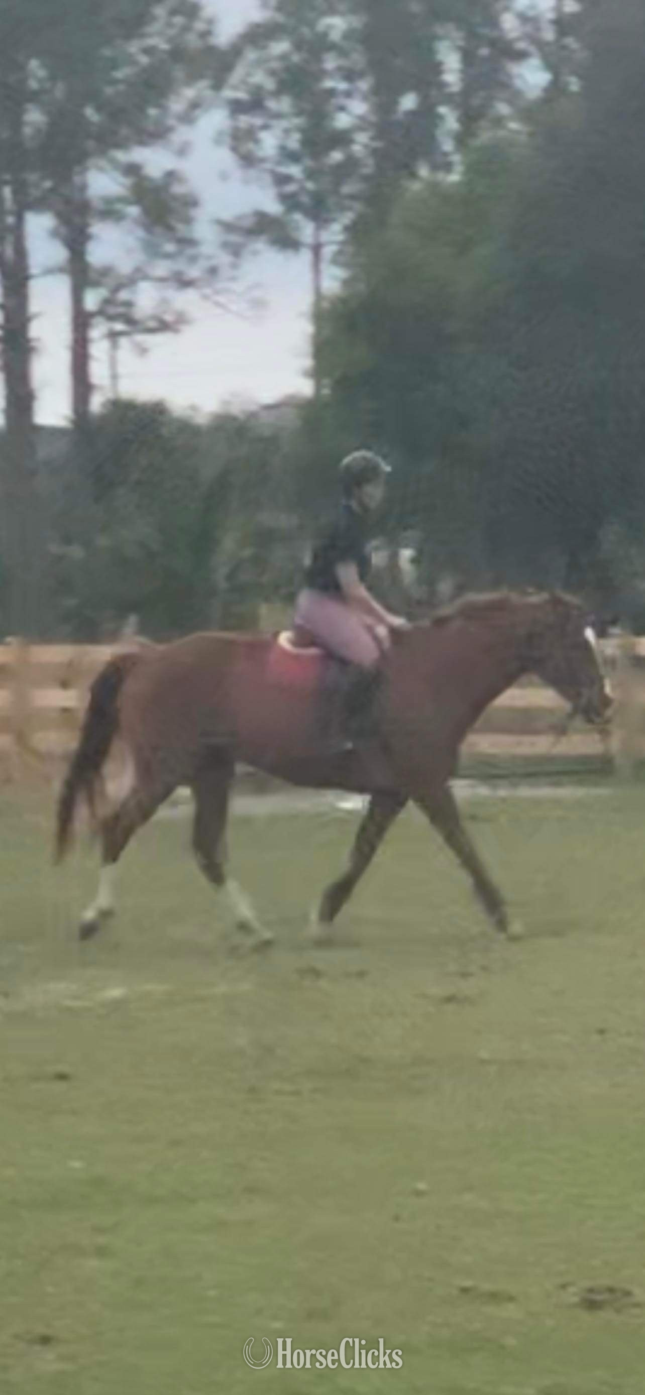 "OBAN" Chestnut Gelding Thoroughbred in Florida