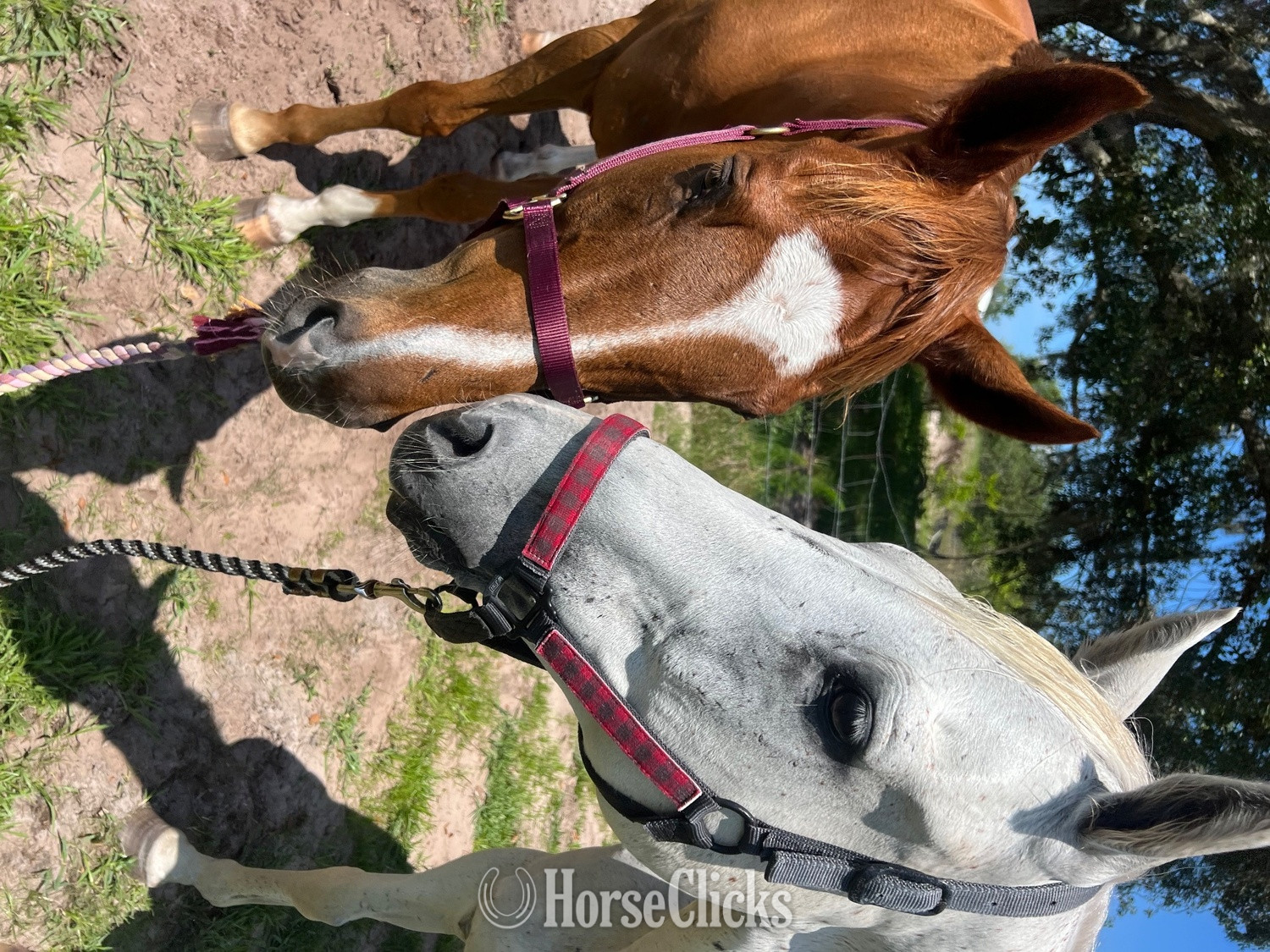 "OBAN" Chestnut Gelding Thoroughbred