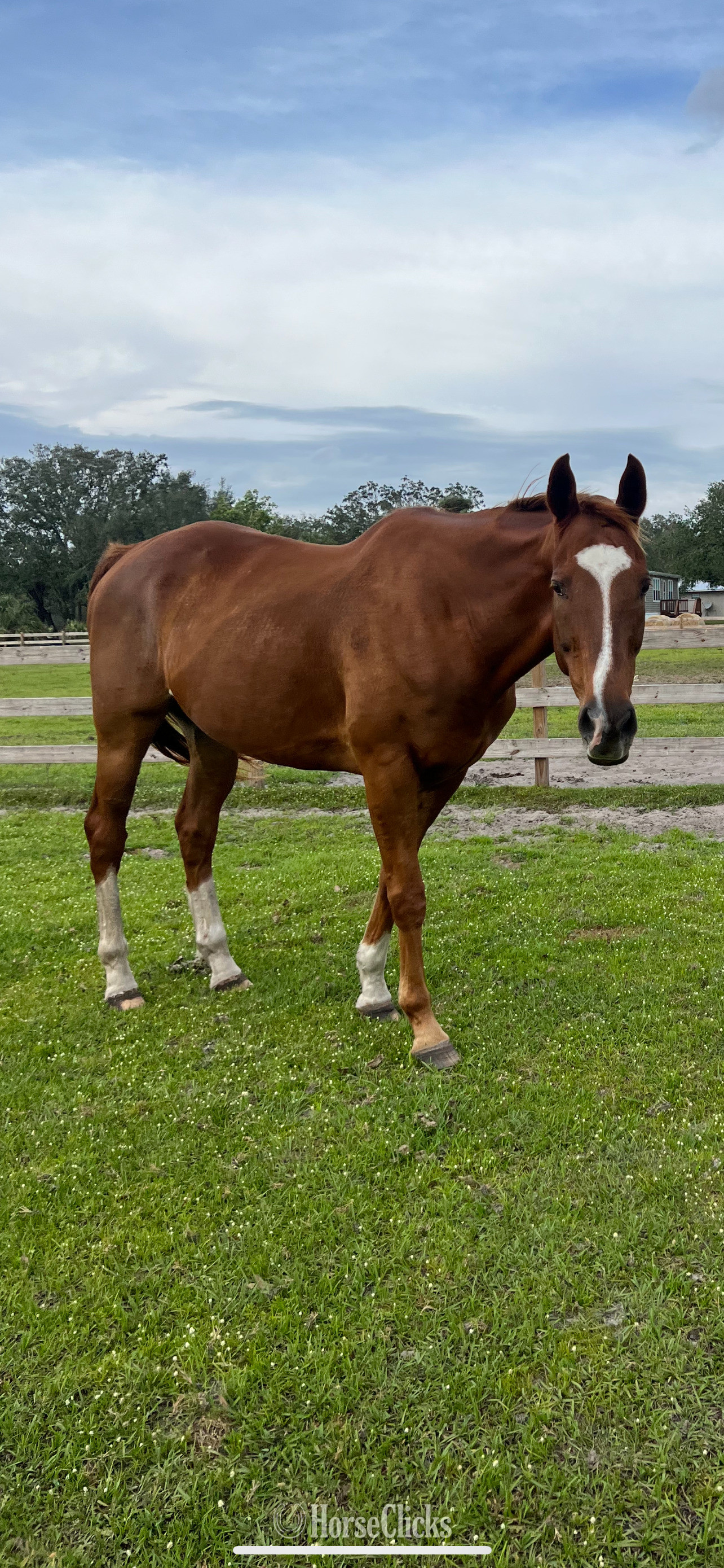 Florida "OBAN" Chestnut Gelding Thoroughbred