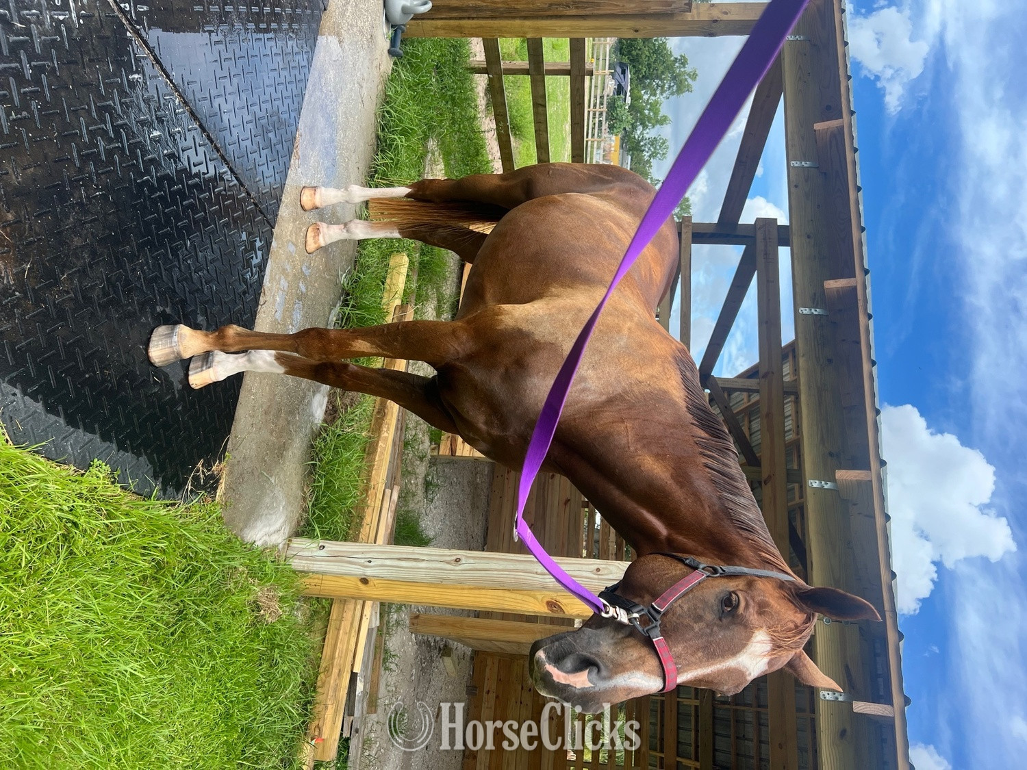 "OBAN" Chestnut Gelding Thoroughbred - Thoroughbred in Florida