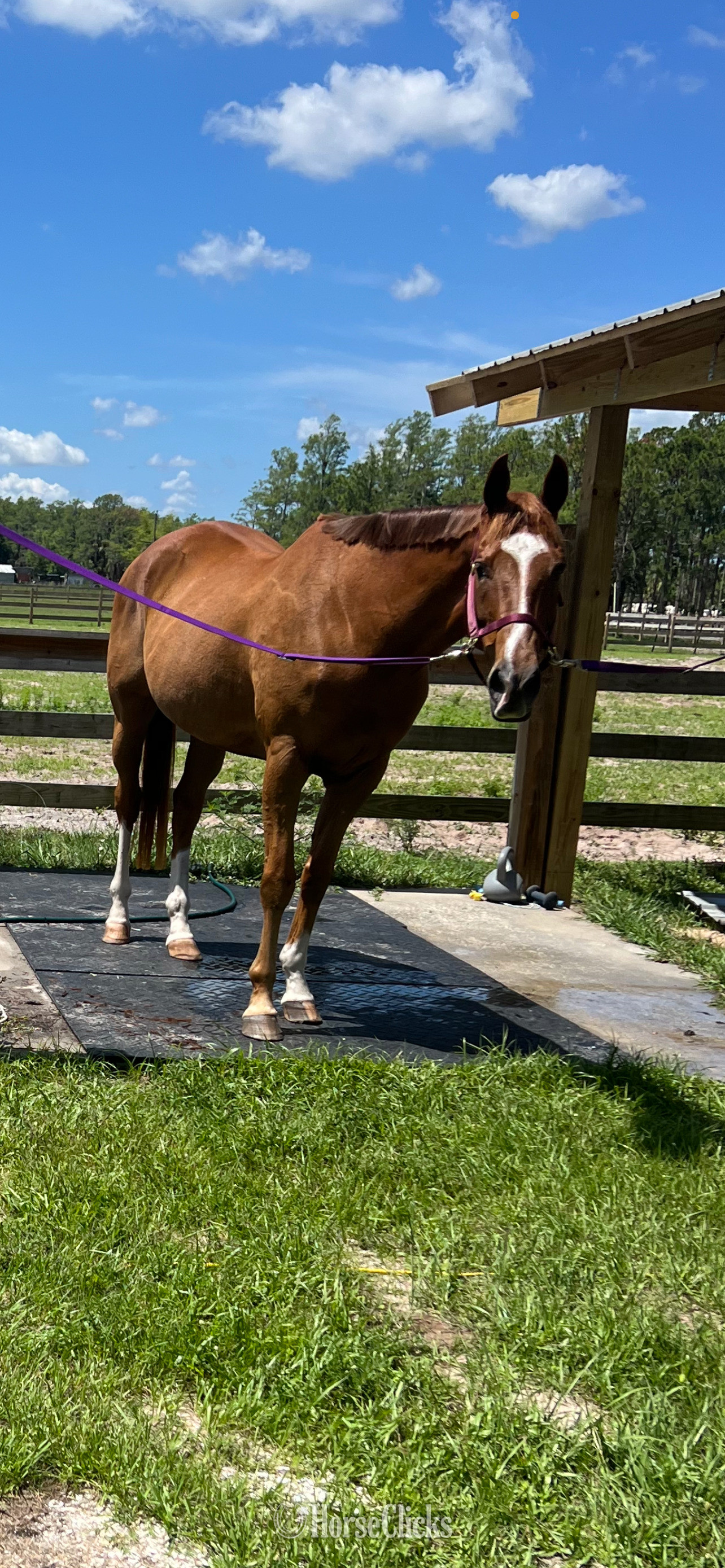 "OBAN" Chestnut Gelding Thoroughbred - Thoroughbred