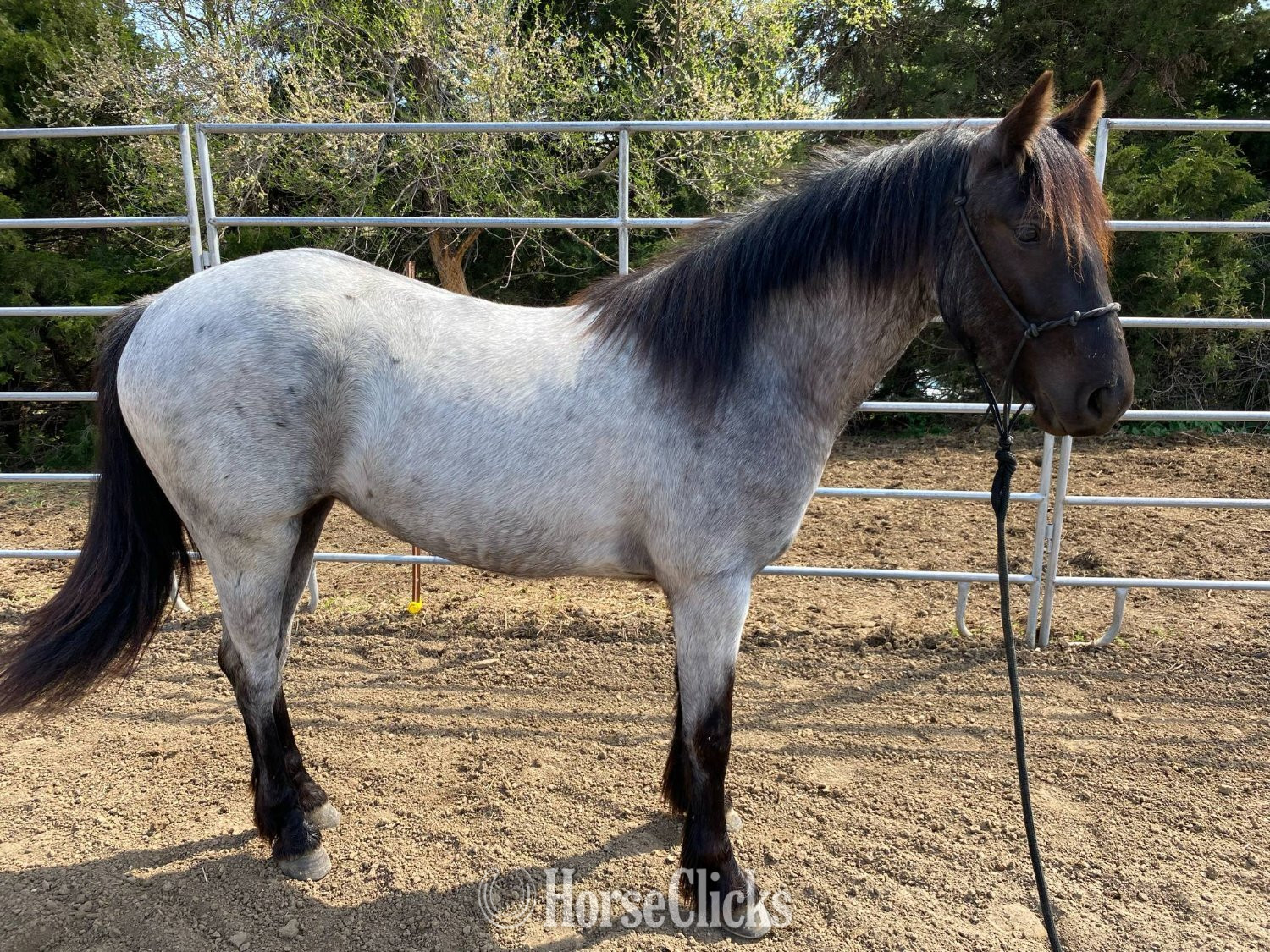 Missouri "Sidney" Blue Roan Filly Gypsy Vanner