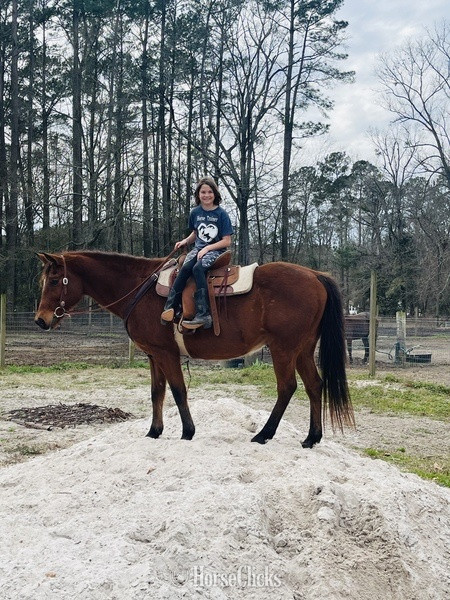 "Cherokee" Bay Gelding Quarter Horse in Arkansas