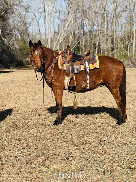 "Cherokee" Bay Gelding Quarter Horse