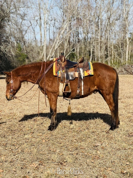 Arkansas "Cherokee" Bay Gelding Quarter Horse