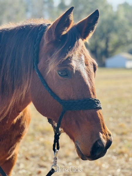 "Cherokee" Bay Gelding Quarter Horse - Quarter Horse
