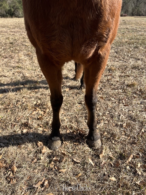 "Cherokee" Bay Gelding Quarter Horse Arkansas