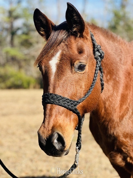 Quarter Horse - "Cherokee" Bay Gelding Quarter Horse in Arkansas