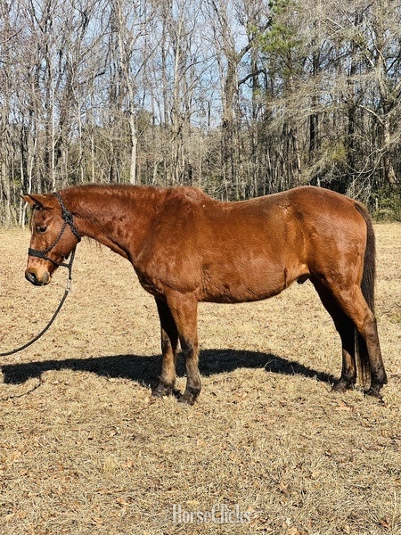 Quarter Horse - "Cherokee" Bay Gelding Quarter Horse