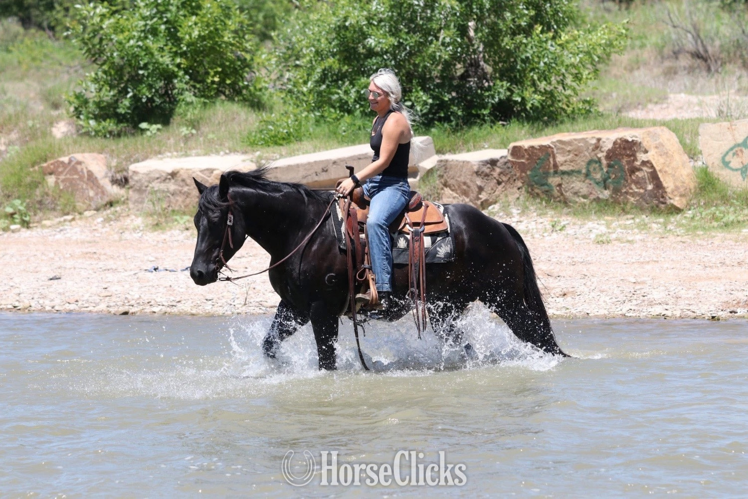 "Maverick " Black Gelding Quarter Horse Washington