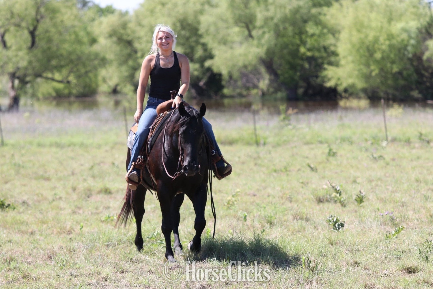 Quarter Horse - "Maverick " Black Gelding Quarter Horse in Washington