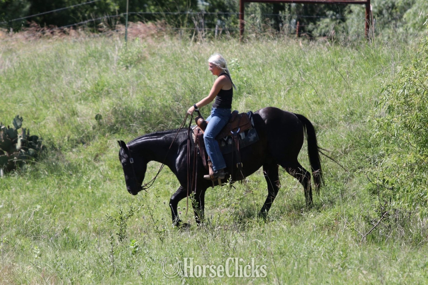 Quarter Horse - "Maverick " Black Gelding Quarter Horse