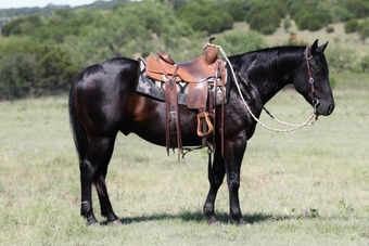 "Maverick " Black Gelding Quarter Horse