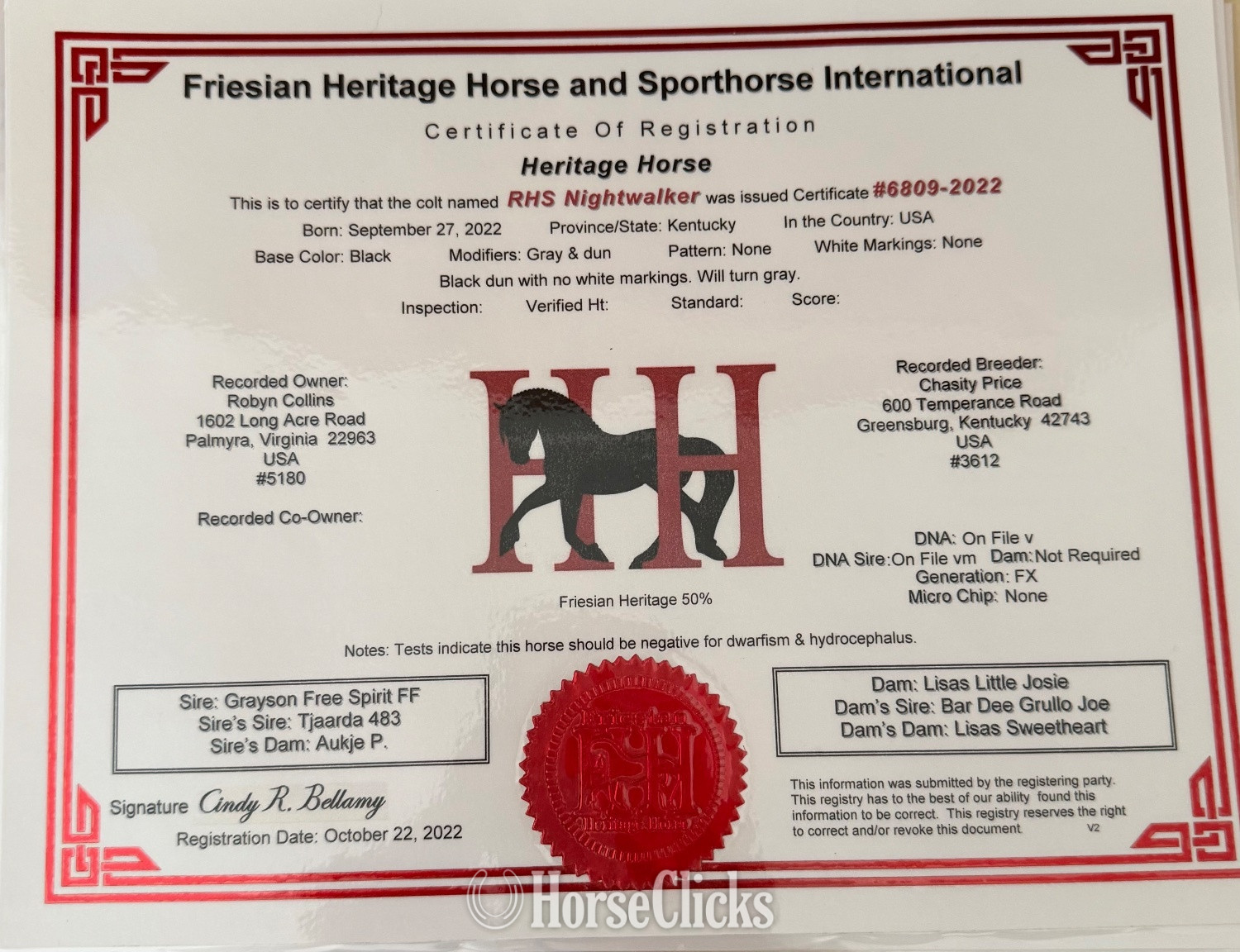 Virginia "RHS Night Walker " Dun Gelding Friesian