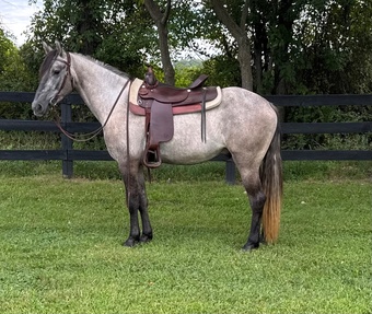 "RHS Night Walker " Dun Gelding Friesian