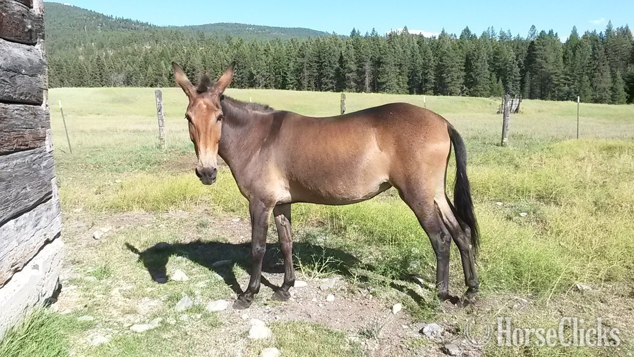 "Sally" Brown Mare Mule in Montana