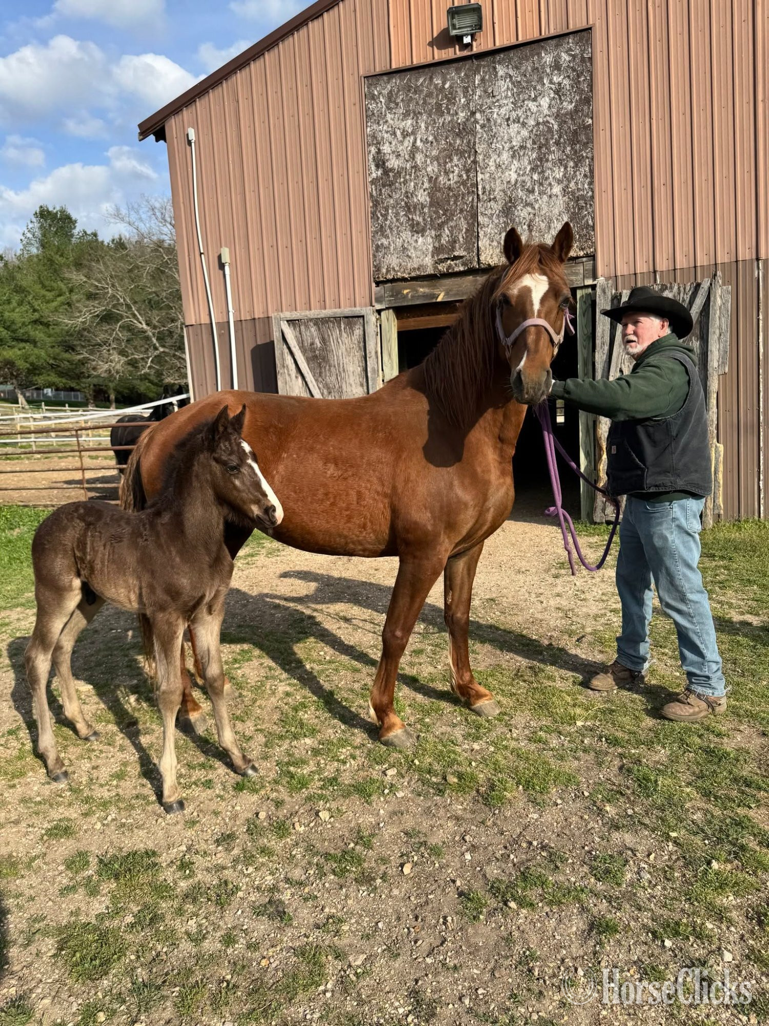 "August Pearl" Sorrel Mare Missouri Fox Trotter in Missouri