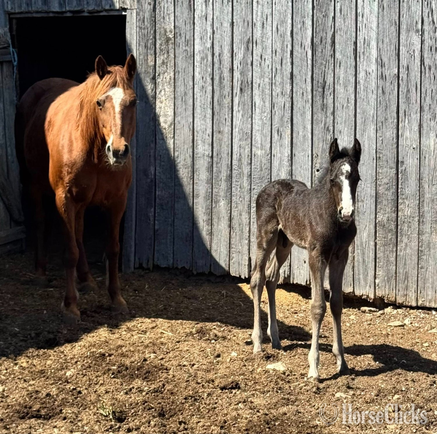 "August Pearl" Sorrel Mare Missouri Fox Trotter