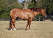 "Copper " Red Dun Gelding Quarter Horse