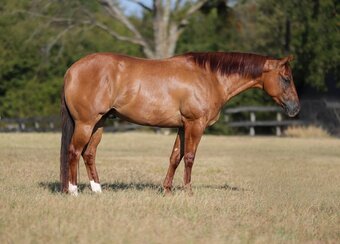 "Copper " Red Dun Gelding Quarter Horse